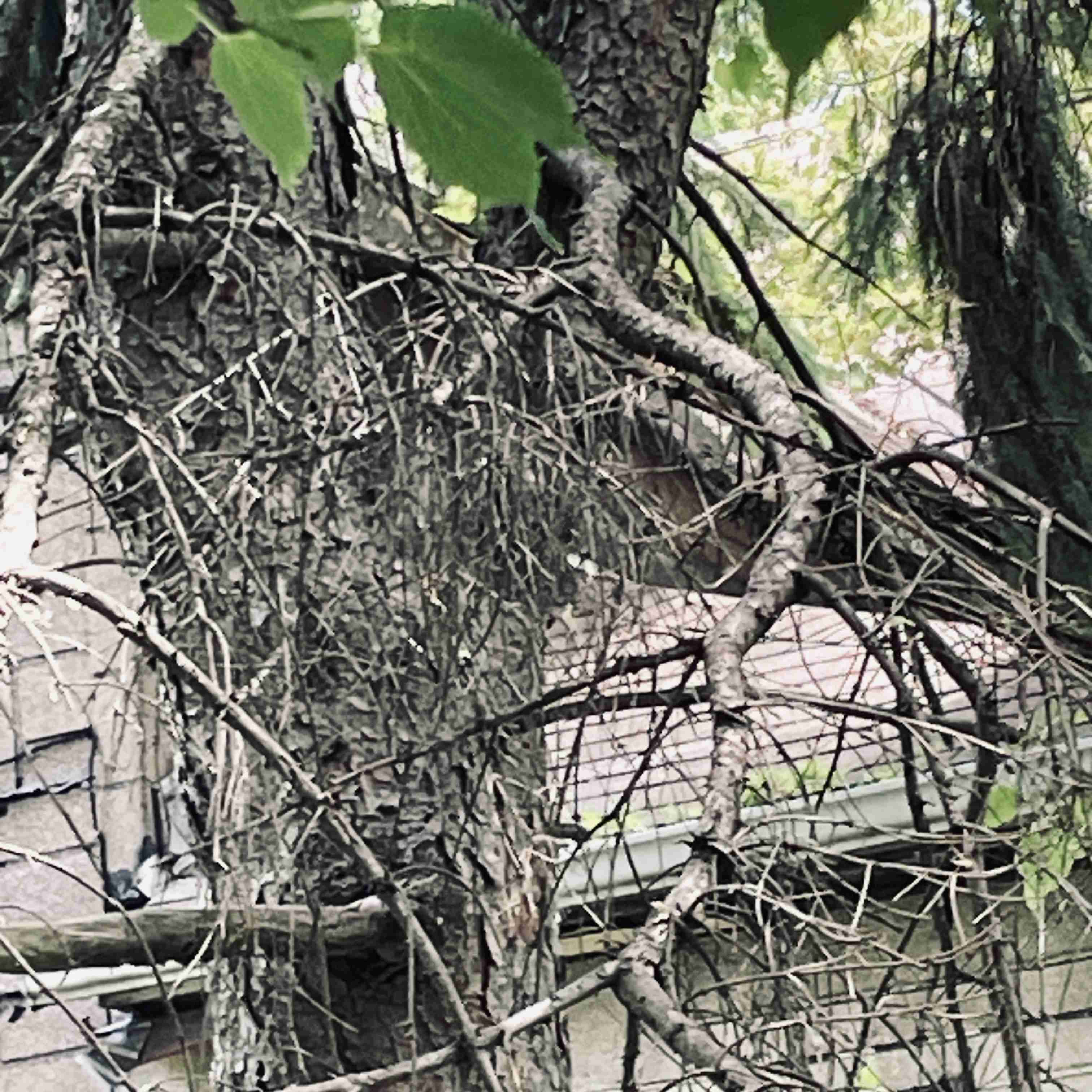 1060 Meldrum (11).jpg